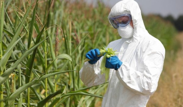 Genetically Modified crops