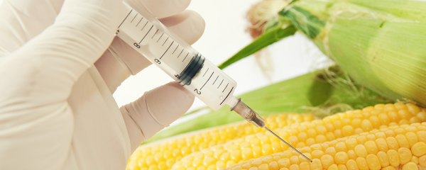 Genetically modified food – is GM really that bad for us?