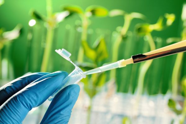 Genetically Modified Organisms Can Help With Food Security