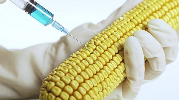 Which Crops Are Genetically Modified?