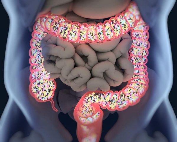 Intestines Modify Their Cellular Structure In Response To Diet
