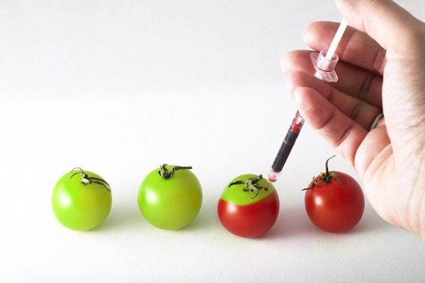 Trump Orders Simpler Path for Genetically Engineered Food