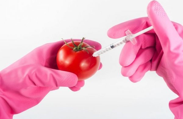 Church in Ghana Debates Genetically Modified Food