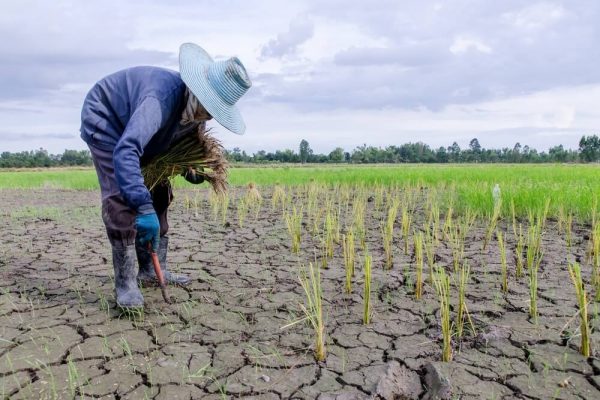 Could GMO Crops Help Solve The Climate Crisis?