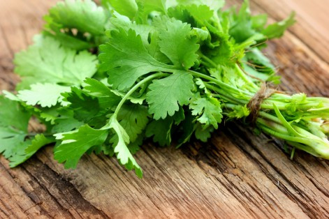 Studies Show Cilantro Calms Anxiety and Improves Sleep as a Natural Sedative