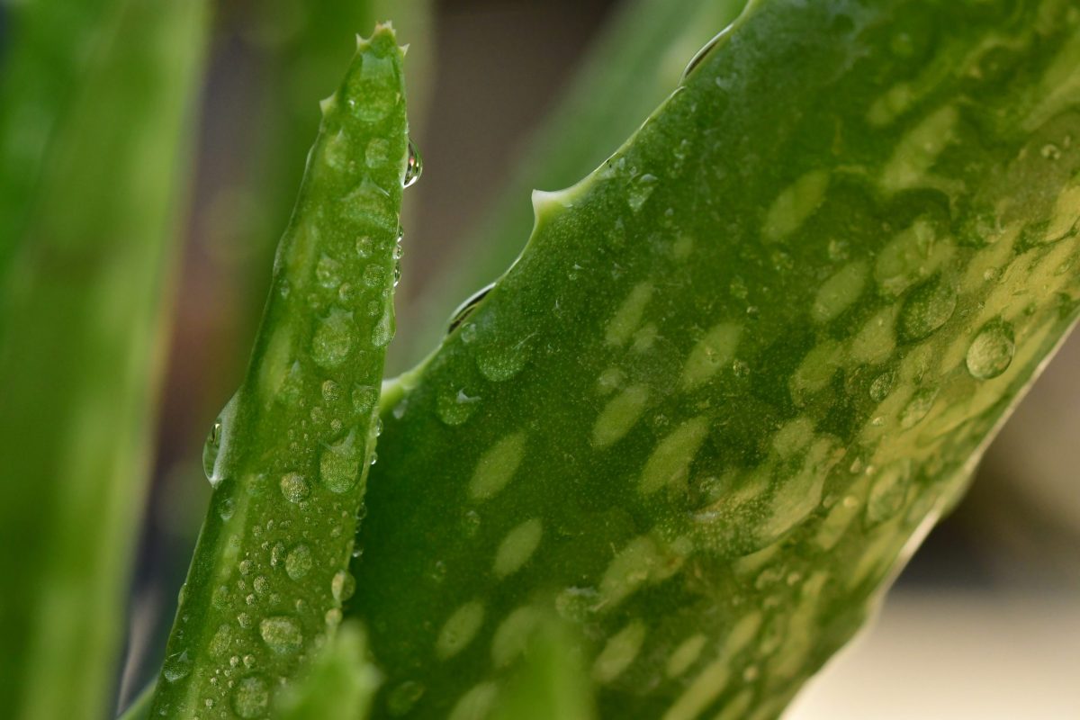 An Immediate Relief 6 Natural Remedies For Skin Irritation News By