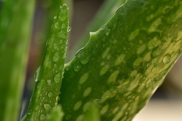 An Immediate Relief: 6 Natural Remedies for Skin Irritation