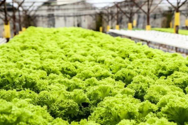 Is food grown hydroponically as healthy as soil-grown crops?