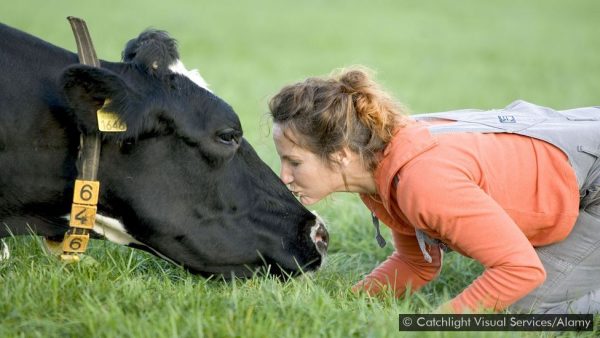 Is cow hugging the world’s new wellness trend?