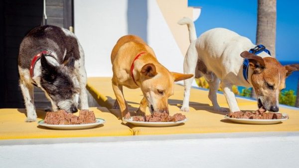 Best raw dog food: The top natural doggy dinners