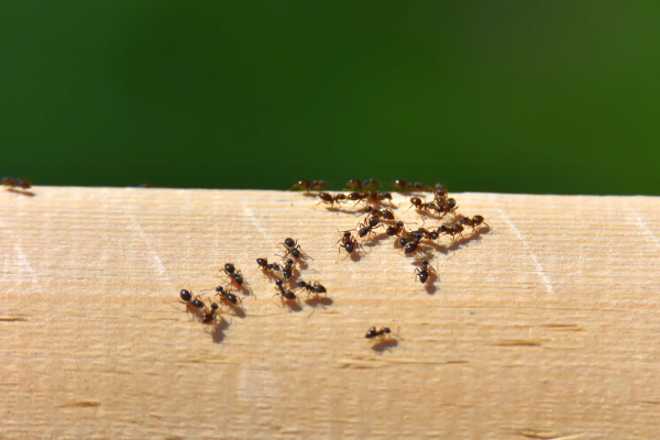 How to Get Rid of Ants from Your Home Using Natural Remedies