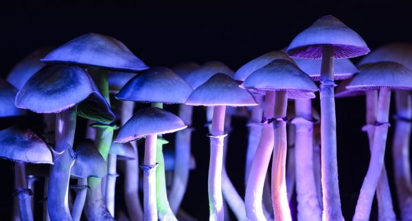 Oregon County Considers Banning Legalized Psilocybin Therapy
