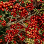 Desert Berry Shows Promise for Natural Diabetes Treatment