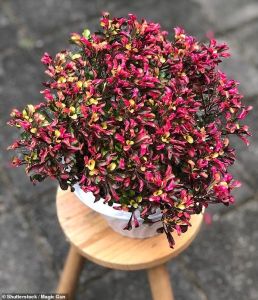 Brazilian Herb Shows Promise in Easing Arthritis Pain