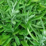 Sage Leaf Compress Emerges as Simple Natural Remedy for Headaches