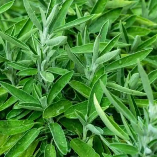 Sage Leaf Compress Emerges as Simple Natural Remedy for Headaches