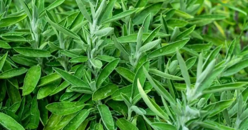 Sage Leaf Compress Emerges as Simple Natural Remedy for Headaches