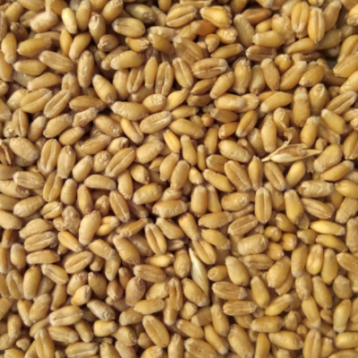 Four to Six Daily Servings of Whole Grains Linked to Better Heart-Health Markers