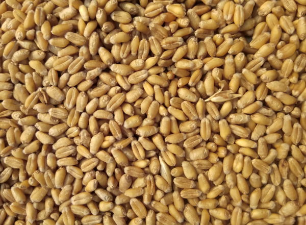 Four to Six Daily Servings of Whole Grains Linked to Better Heart-Health Markers
