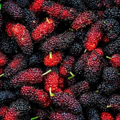 Review Explores How Mulberry Leaves and Fruit May Influence Gut Bacteria